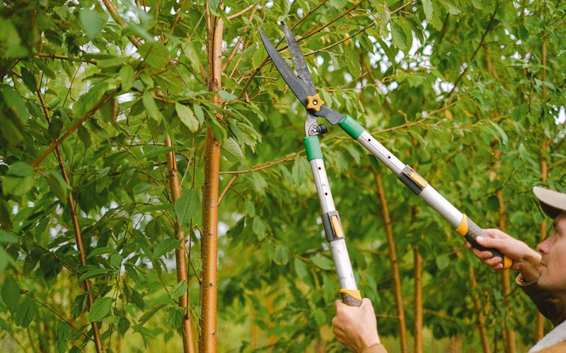 Tree trimming in Rock Springs, WI