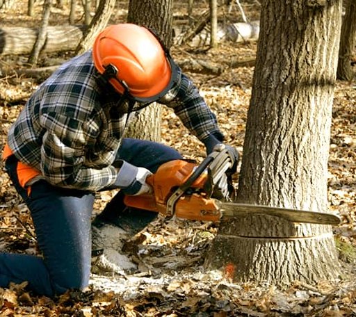 Tree Removal in Rock Springs, WI